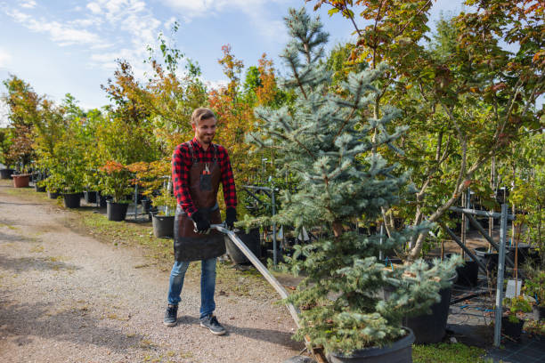 Why Choose Our Tree Removal Services in New Wilmington, PA?